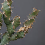 E.クラビゲラ (実生)  EC2353