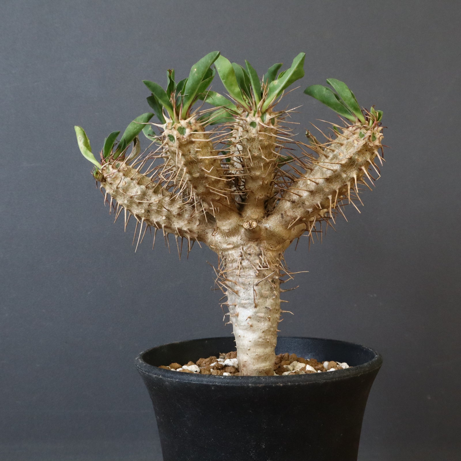 E.ギラウミニアナ (実生) 05 – TaiShoDo ONLINE SHOP