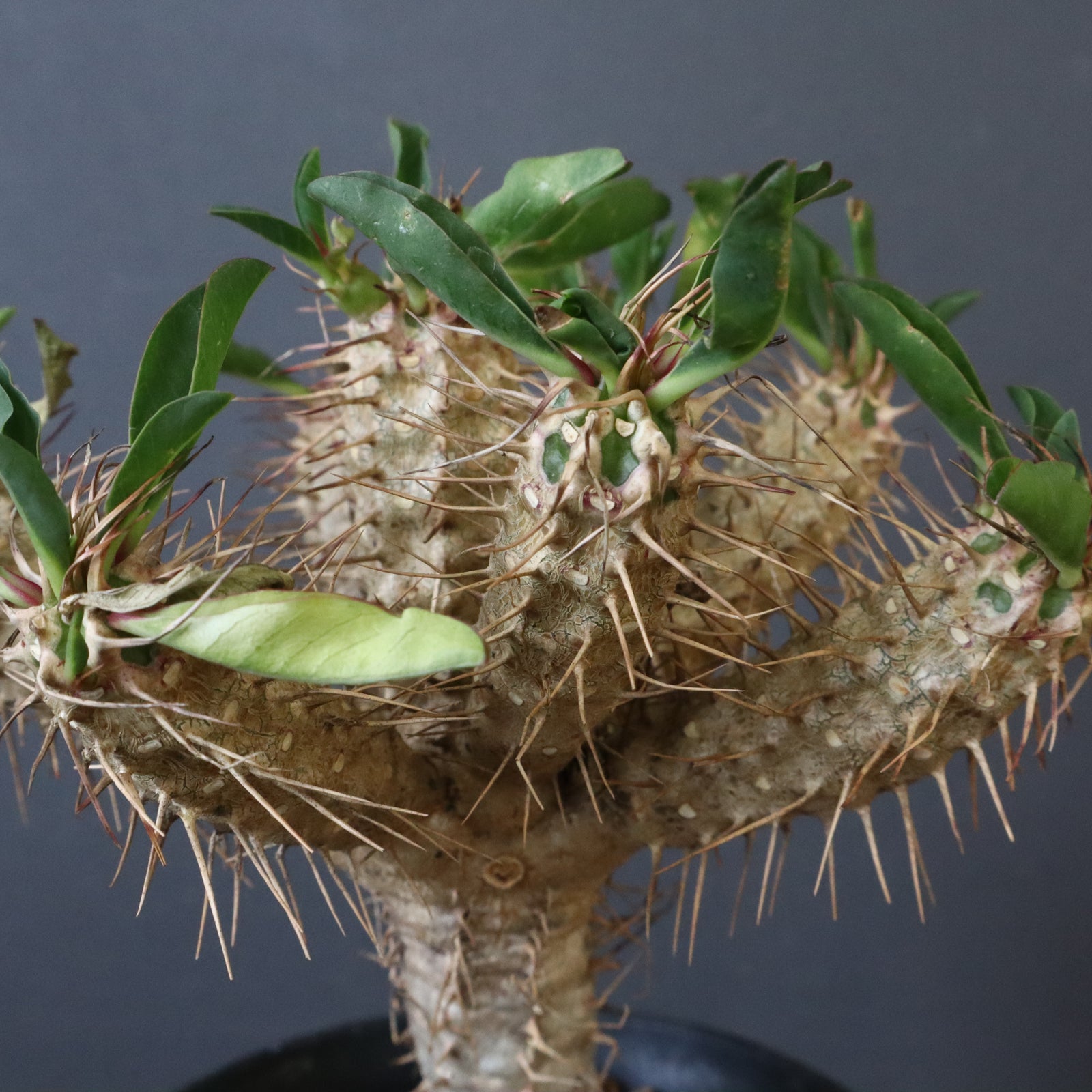 E.ギラウミニアナ (実生) 05 – TaiShoDo ONLINE SHOP