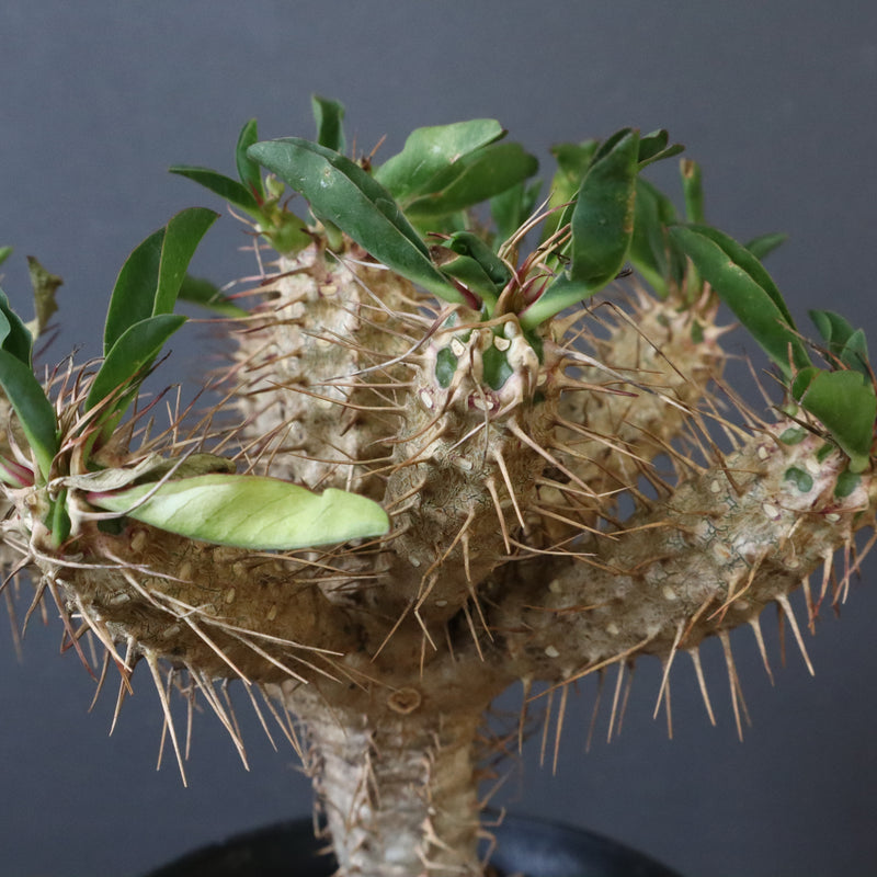 E.ギラウミニアナ (実生) 05 – TaiShoDo ONLINE SHOP