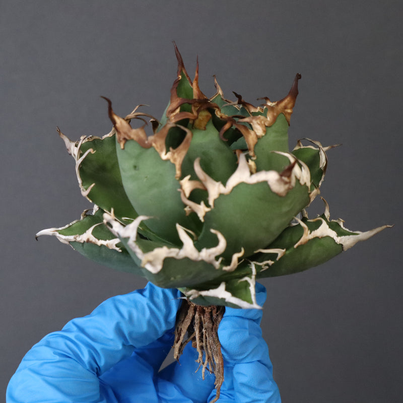 【ベアルート】アガベ シーザー EC1015