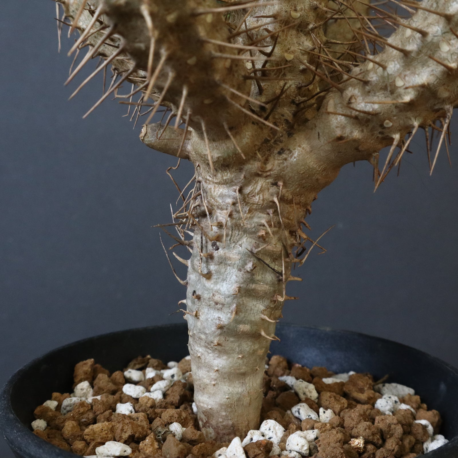 E.ギラウミニアナ (実生) 05 – TaiShoDo ONLINE SHOP