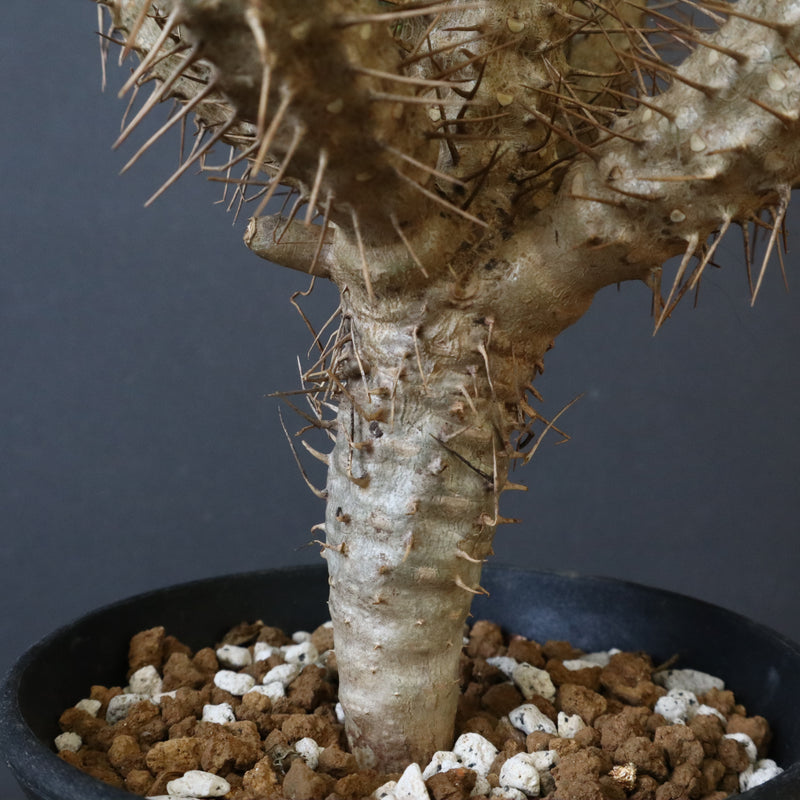 E.ギラウミニアナ (実生) 05 – TaiShoDo ONLINE SHOP