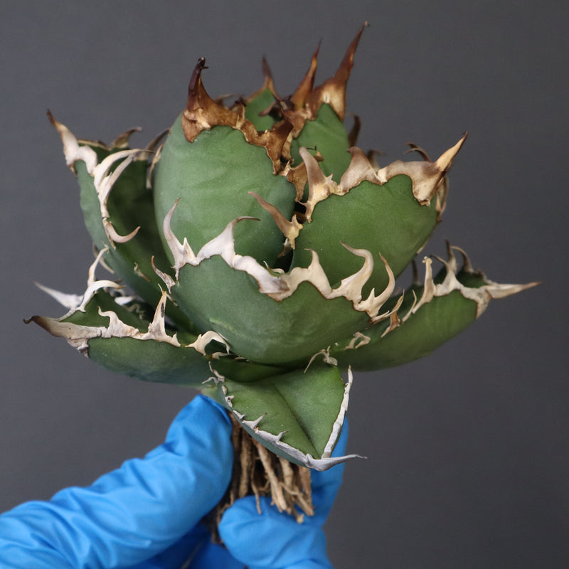 【ベアルート】アガベ シーザー EC1015