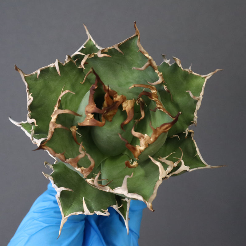 【ベアルート】アガベ シーザー EC1015