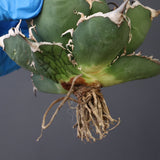 【ベアルート】アガベ シーザー EC1015