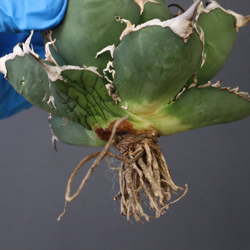 【ベアルート】アガベ シーザー EC1015