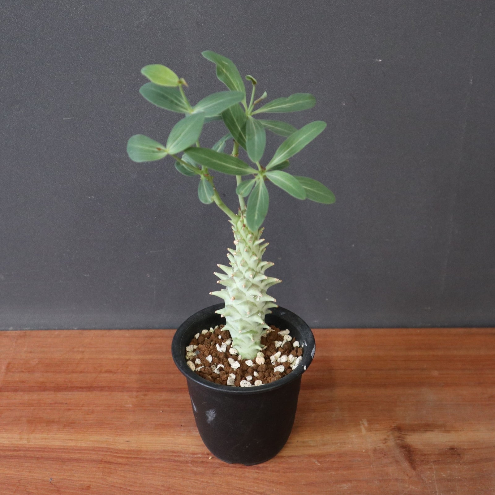 E.ロンギツベルクローサ（実生） 24 – TaiShoDo ONLINE SHOP