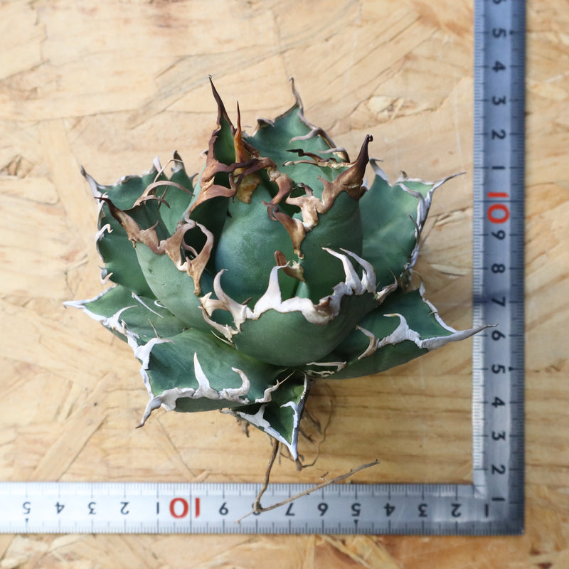 【ベアルート】アガベ シーザー EC1015