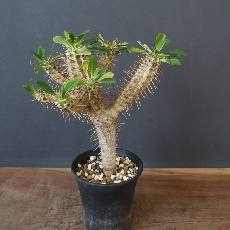 E.ギラウミニアナ (実生) 07 – TaiShoDo ONLINE SHOP