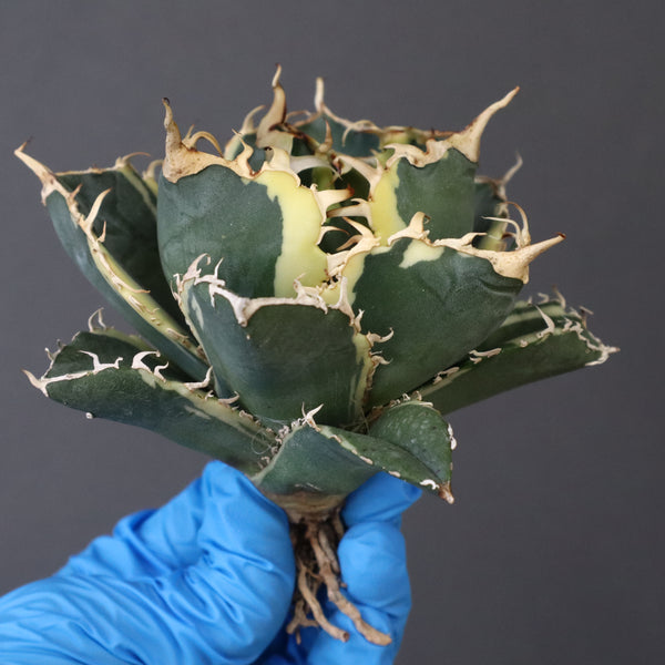 【ベアルート】アガベ 白鯨錦 EC1017