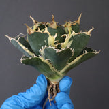 【ベアルート】アガベ 白鯨錦 EC1017