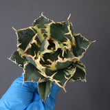 【ベアルート】アガベ 白鯨錦 EC1017