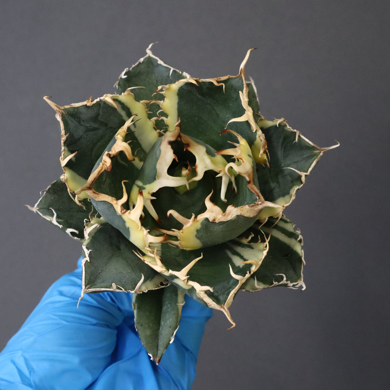 【ベアルート】アガベ 白鯨錦 EC1017