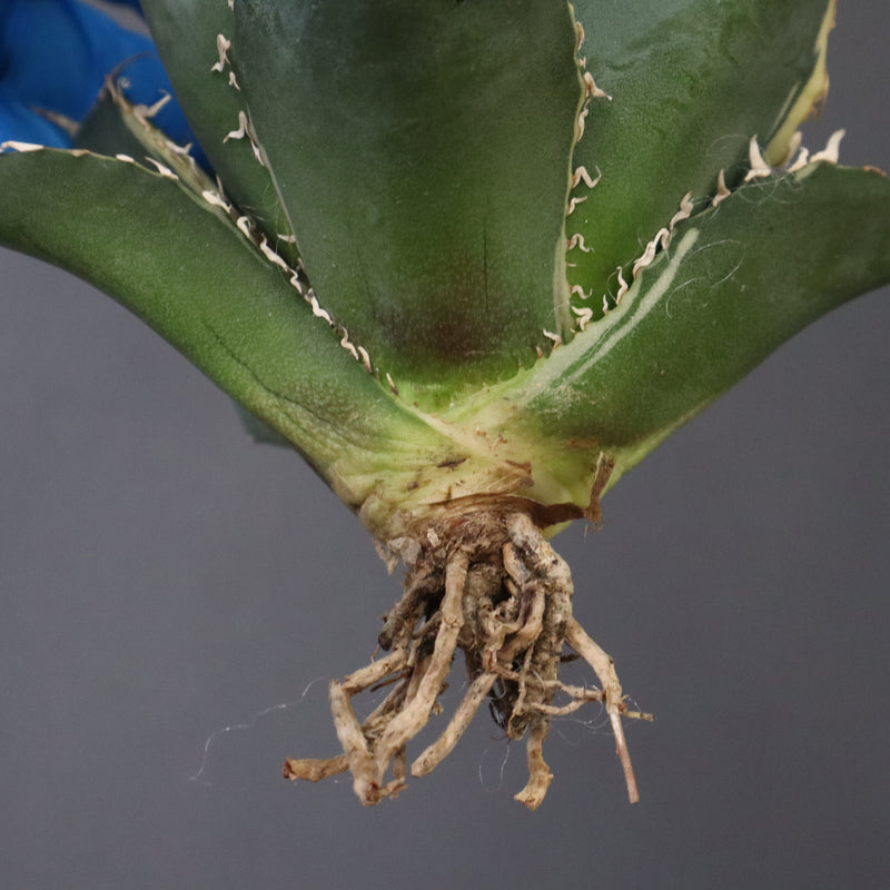 【ベアルート】アガベ 白鯨錦 EC1017