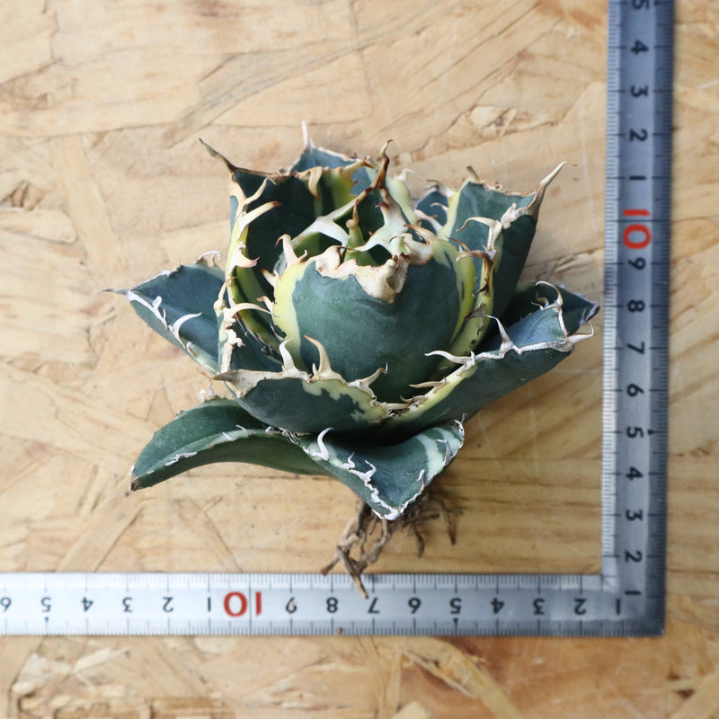 【ベアルート】アガベ 白鯨錦 EC1017