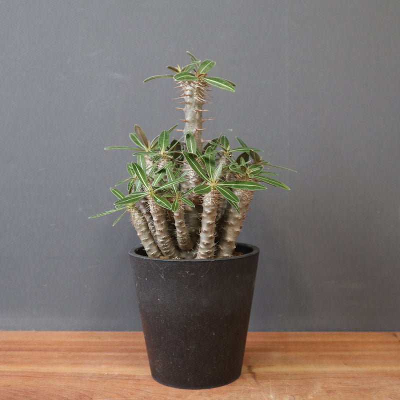 P.カクチペス（実生） EC1858 – TaiShoDo ONLINE SHOP