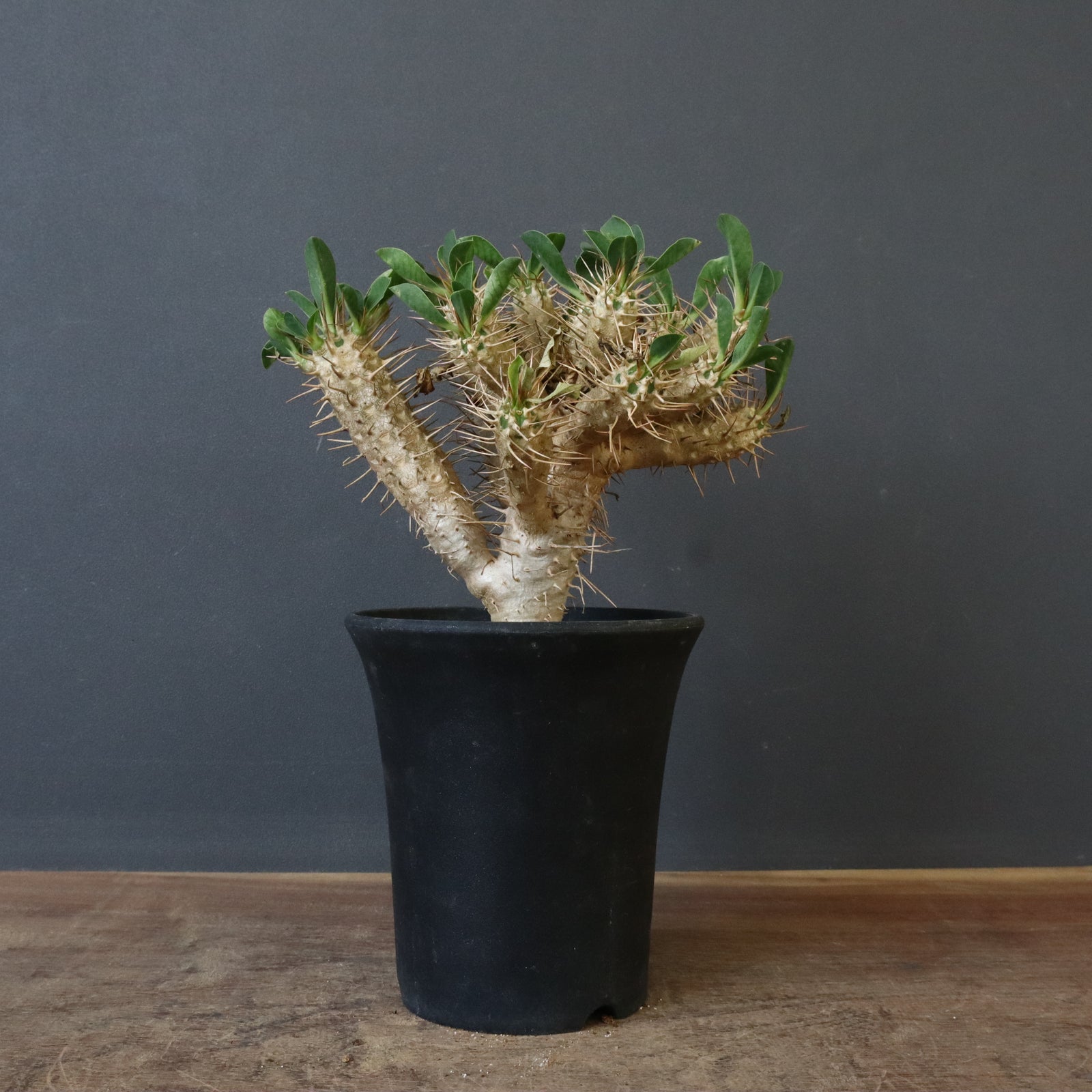 E.ギラウミニアナ (実生) 03 – TaiShoDo ONLINE SHOP