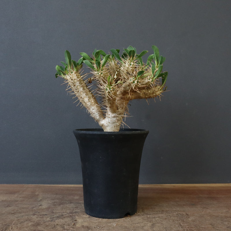 ギラウミニアナ 実生 実生のギラウミニアナが入荷しました！ 既に分枝が始まっている株です