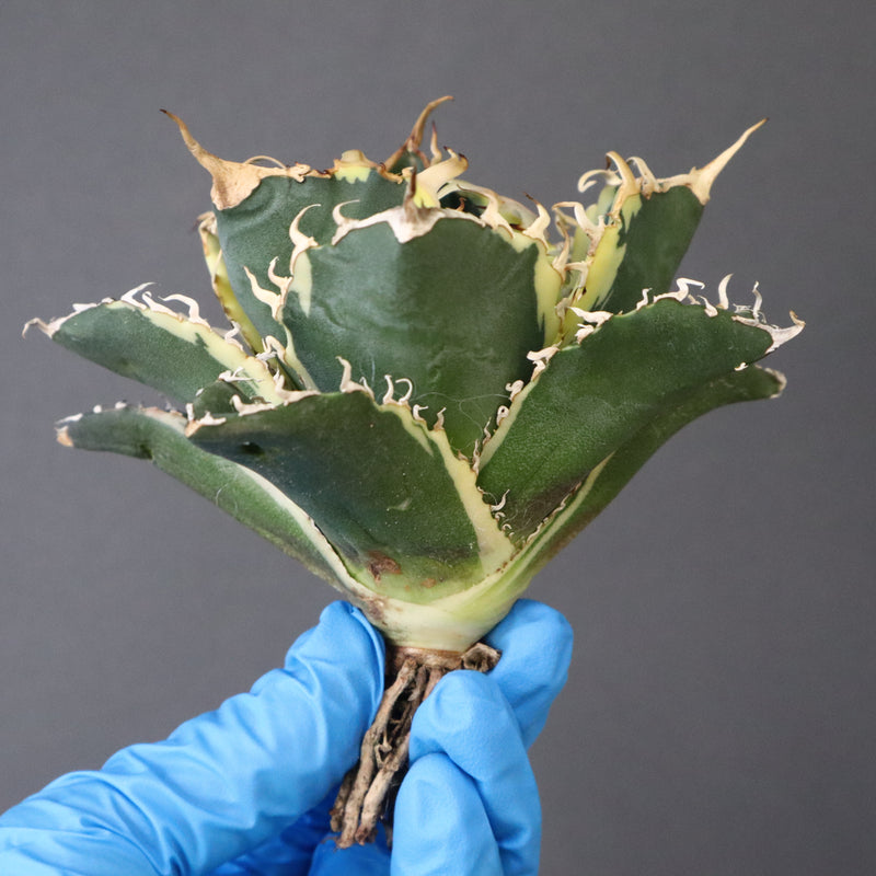 【ベアルート】アガベ 白鯨錦 EC1018