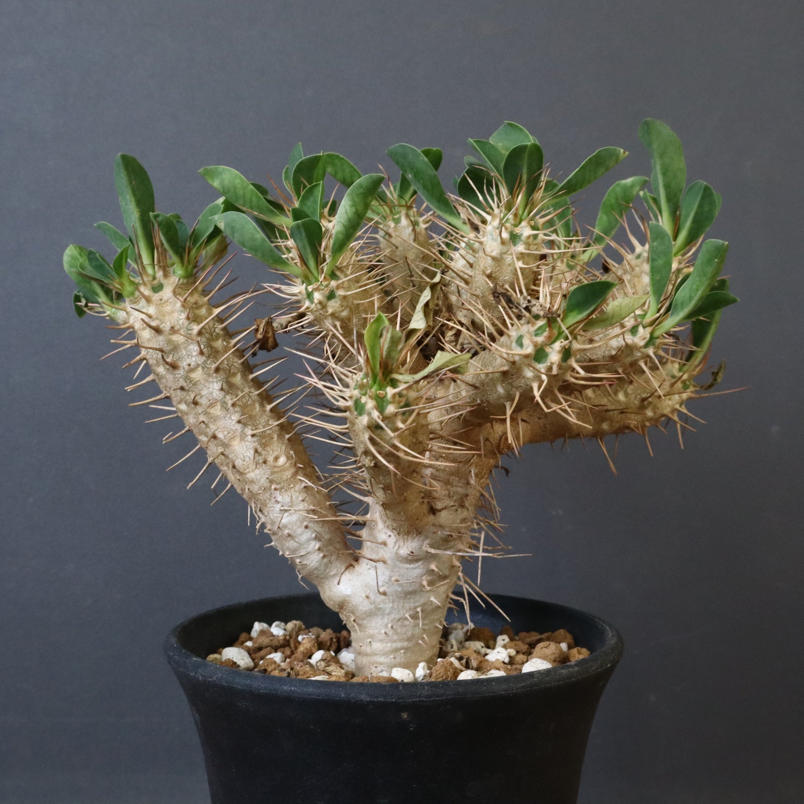 E.ギラウミニアナ (実生) 03 – TaiShoDo ONLINE SHOP