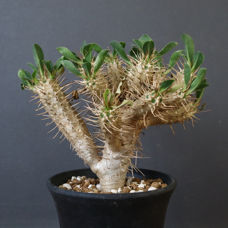 ギラウミニアナ 実生 実生のギラウミニアナが入荷しました！ 既に分枝が始まっている株です