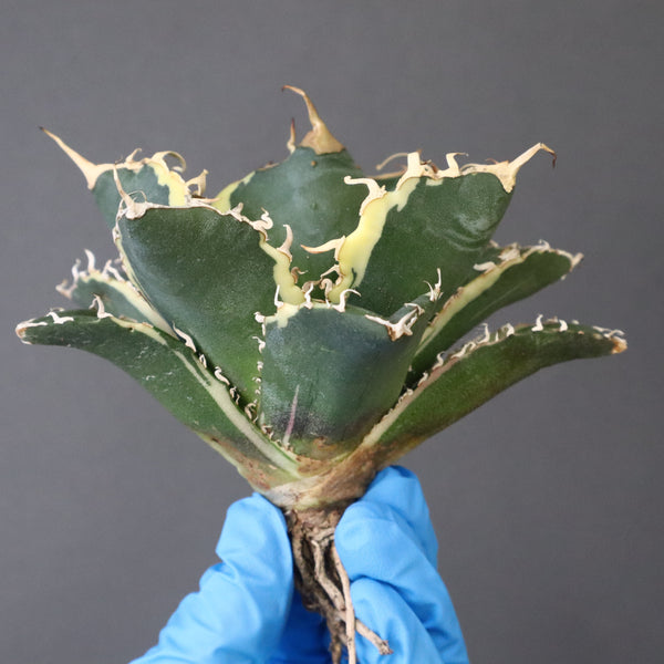 【ベアルート】アガベ 白鯨錦 EC1018