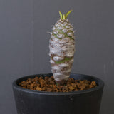 E.パキポディオイデス（実生）EC2356