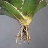 【ベアルート】アガベ 白鯨錦 EC1018