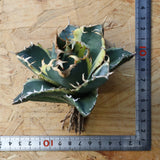 【ベアルート】アガベ 白鯨錦 EC1018