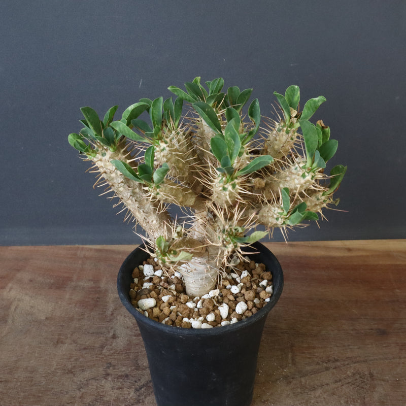 E.ギラウミニアナ (実生) 03 – TaiShoDo ONLINE SHOP