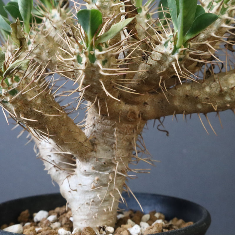 E.ギラウミニアナ (実生) 03 – TaiShoDo ONLINE SHOP