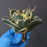 【ベアルート】アガベ 白鯨錦 EC1019