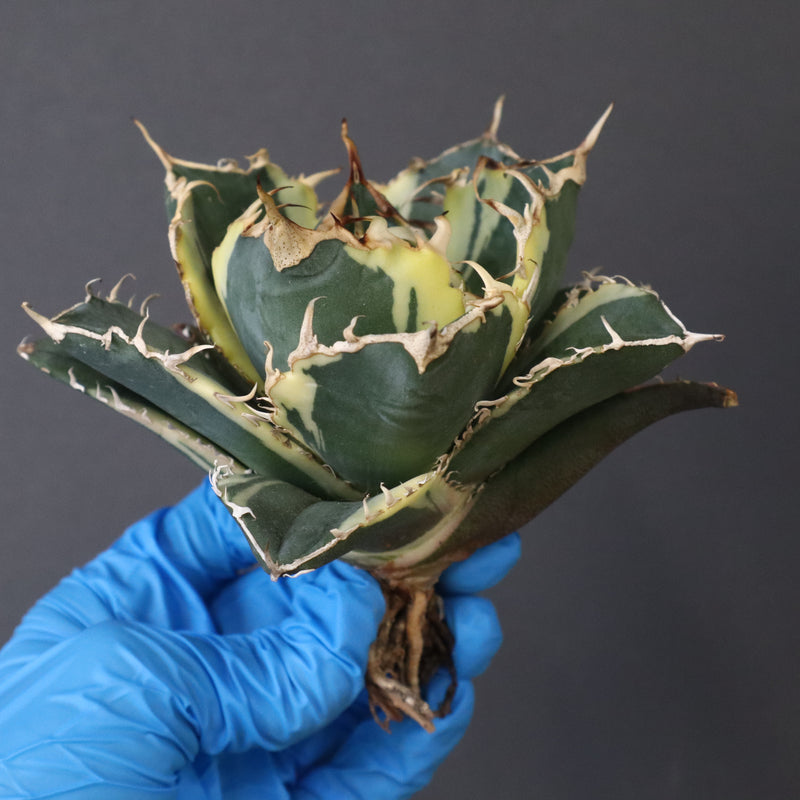 【ベアルート】アガベ 白鯨錦 EC1019