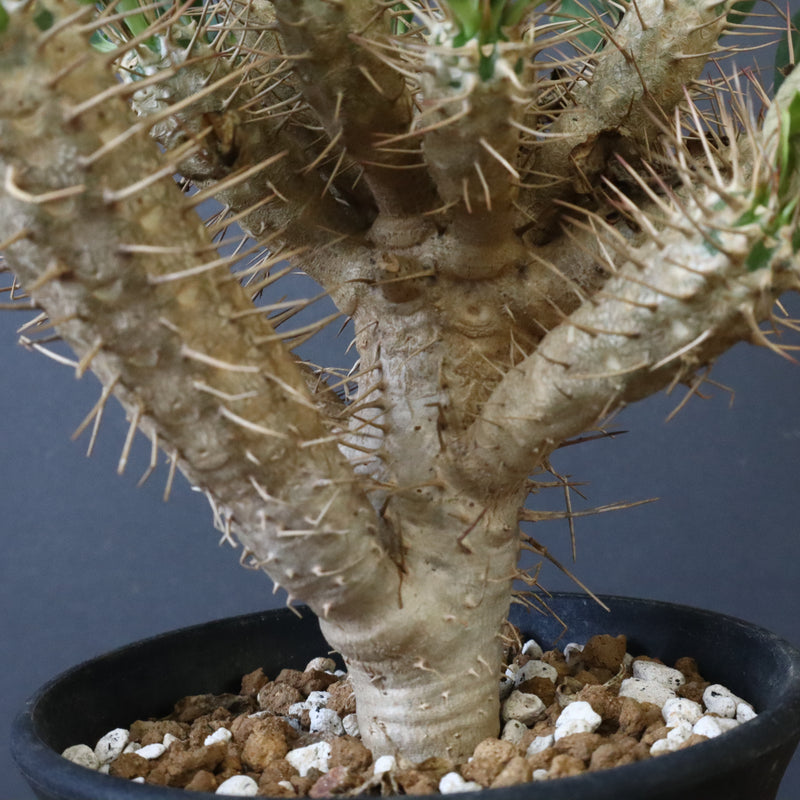 E.ギラウミニアナ (実生) 03 – TaiShoDo ONLINE SHOP