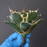 【ベアルート】アガベ 白鯨錦 EC1019