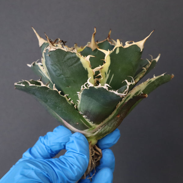 【ベアルート】アガベ 白鯨錦 EC1019