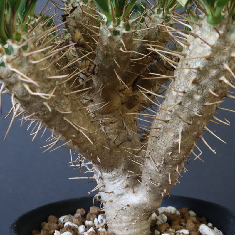 E.ギラウミニアナ (実生) 03 – TaiShoDo ONLINE SHOP