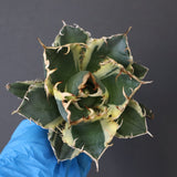 【ベアルート】アガベ 白鯨錦 EC1019