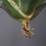 【ベアルート】アガベ 白鯨錦 EC1019