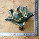 【ベアルート】アガベ 白鯨錦 EC1019