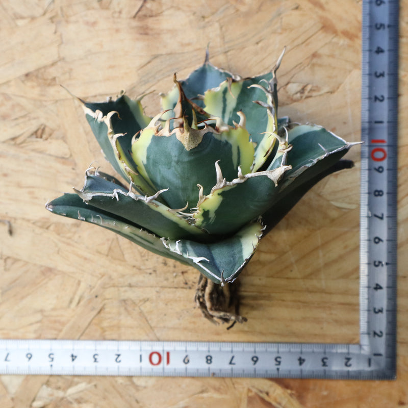 【ベアルート】アガベ 白鯨錦 EC1019