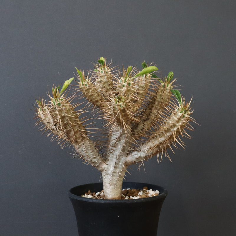 E.ギラウミニアナ (実生) 01 – TaiShoDo ONLINE SHOP