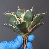 【ベアルート】アガベ 白鯨錦 EC1020