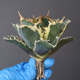 【ベアルート】アガベ 白鯨錦 EC1020