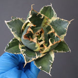 【ベアルート】アガベ 白鯨錦 EC1020