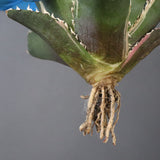 【ベアルート】アガベ 白鯨錦 EC1020