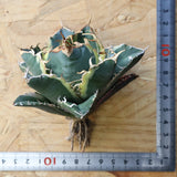 【ベアルート】アガベ 白鯨錦 EC1020