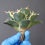 【ベアルート】アガベ 白鯨錦 EC1021