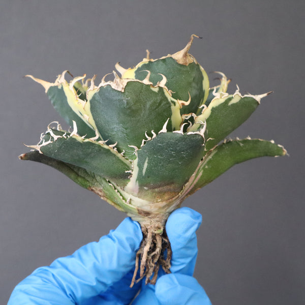 【ベアルート】アガベ 白鯨錦 EC1021